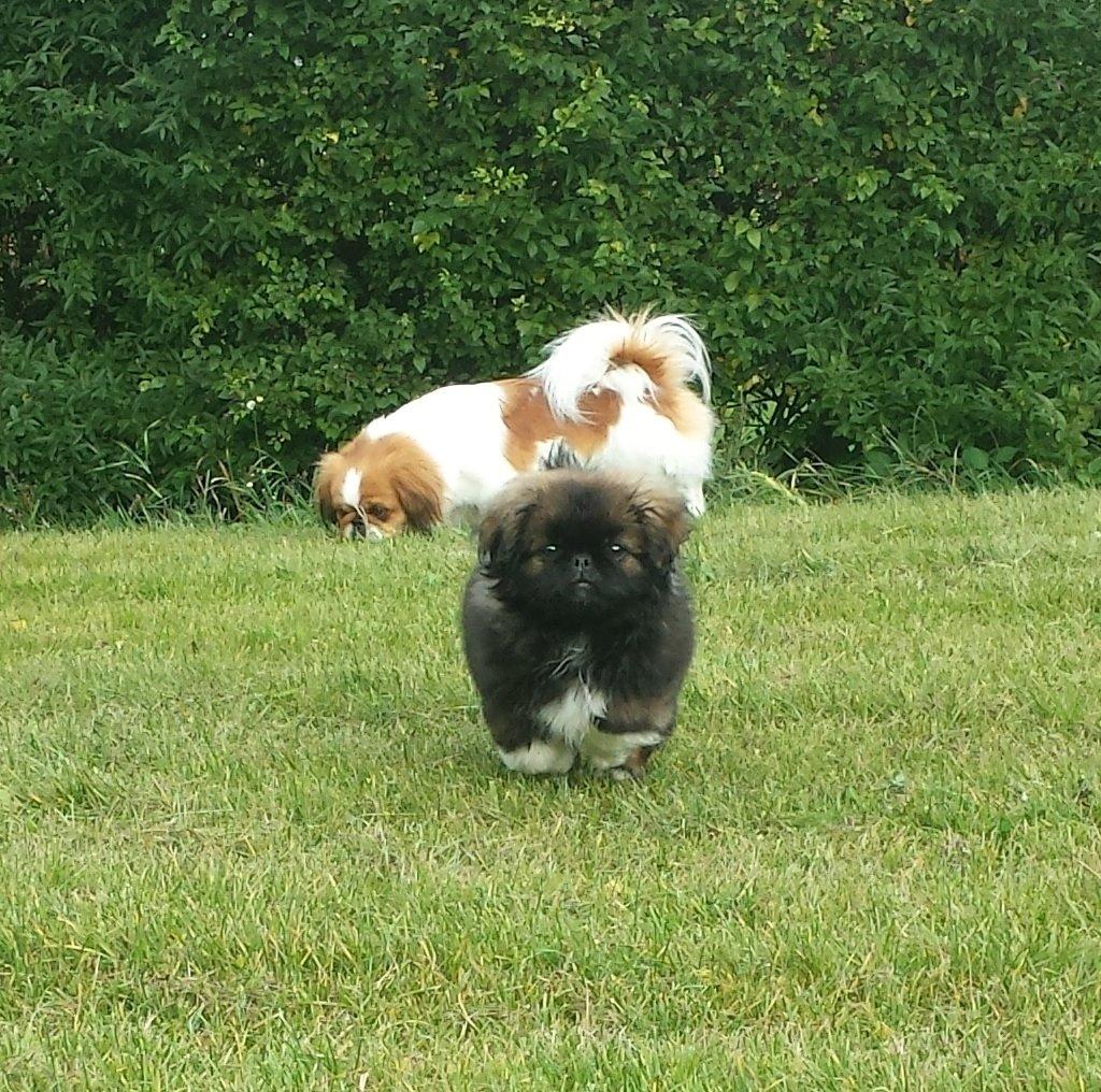 Pekingeser Bertha billede 7