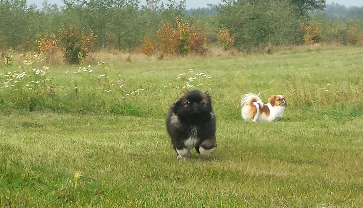 Pekingeser Bertha billede 8