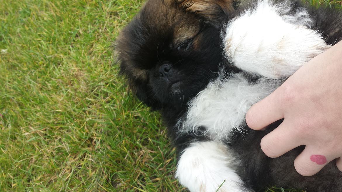 Pekingeser Bertha billede 9