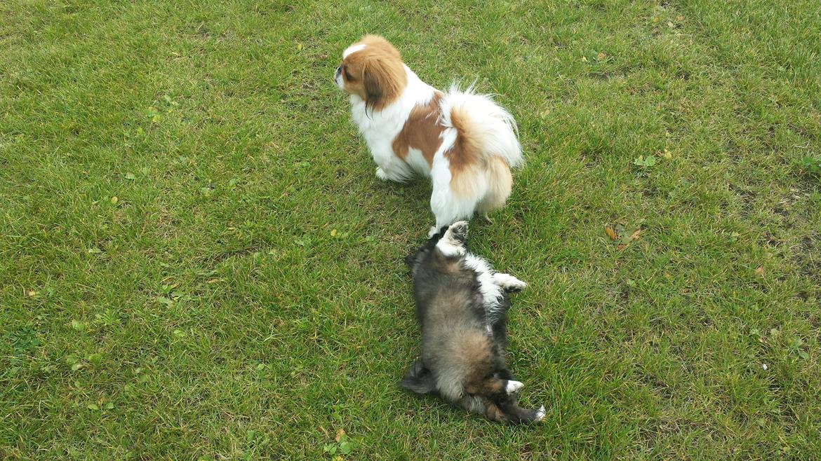 Pekingeser Bertha billede 10