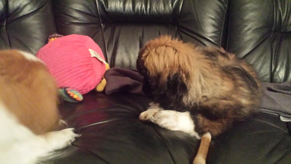 Pekingeser Bertha billede 11