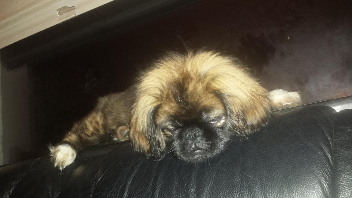 Pekingeser Bertha billede 12
