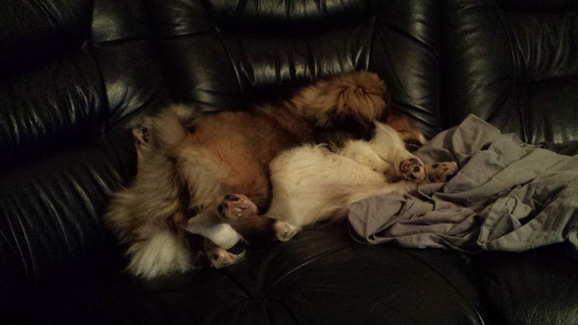 Pekingeser Bertha billede 13