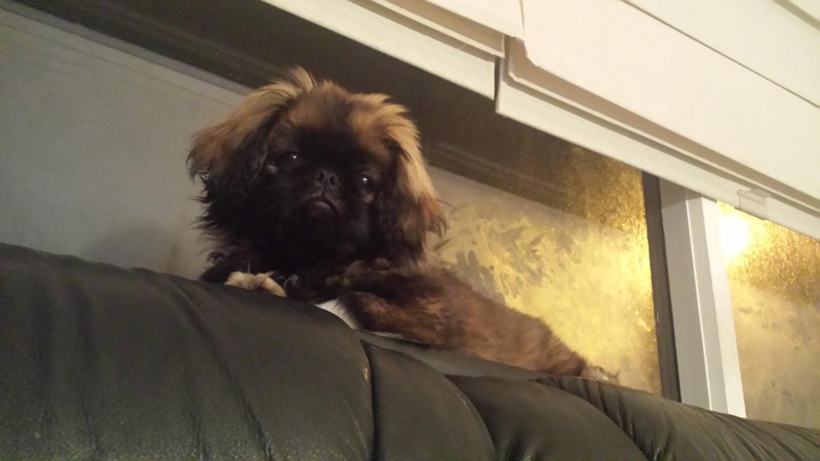 Pekingeser Bertha billede 14
