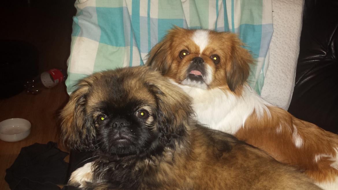 Pekingeser Bertha billede 15
