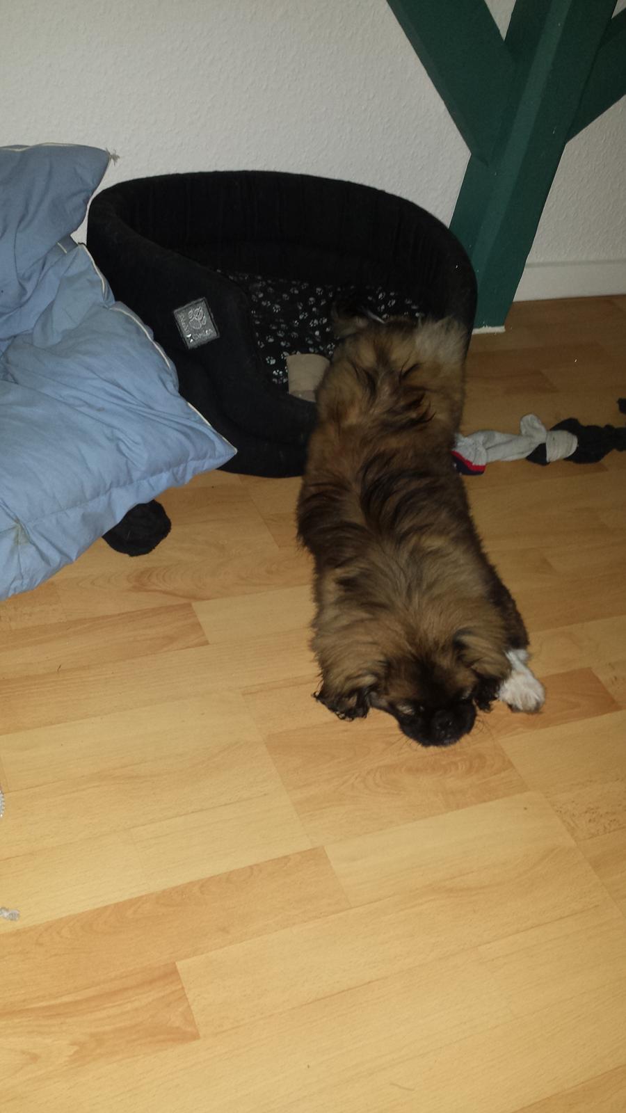 Pekingeser Bertha billede 16