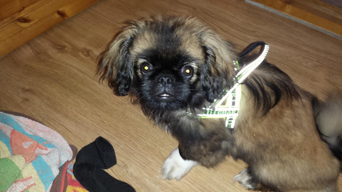 Pekingeser Bertha billede 17