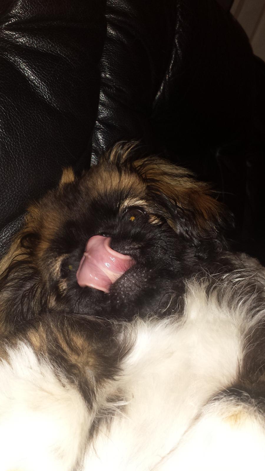 Pekingeser Bertha billede 18