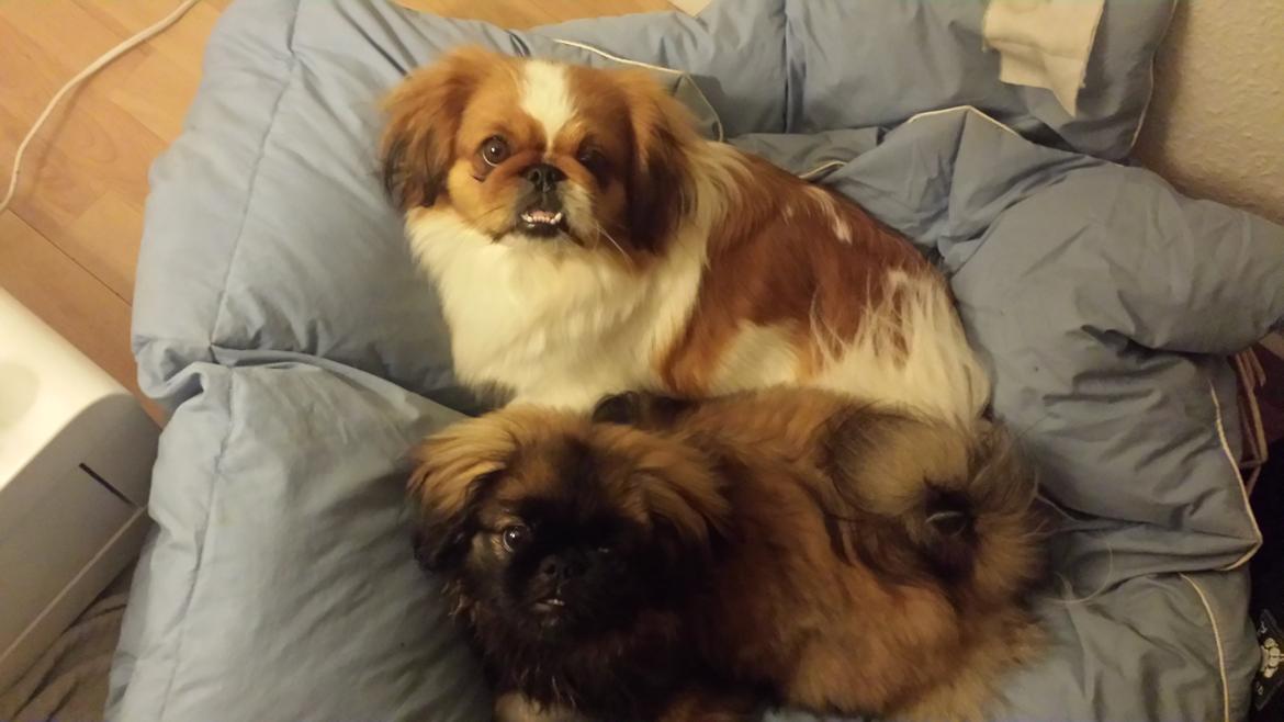 Pekingeser Bertha billede 19