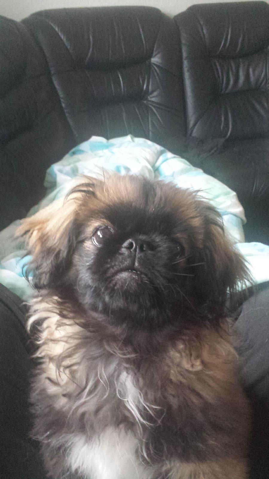 Pekingeser Bertha billede 20