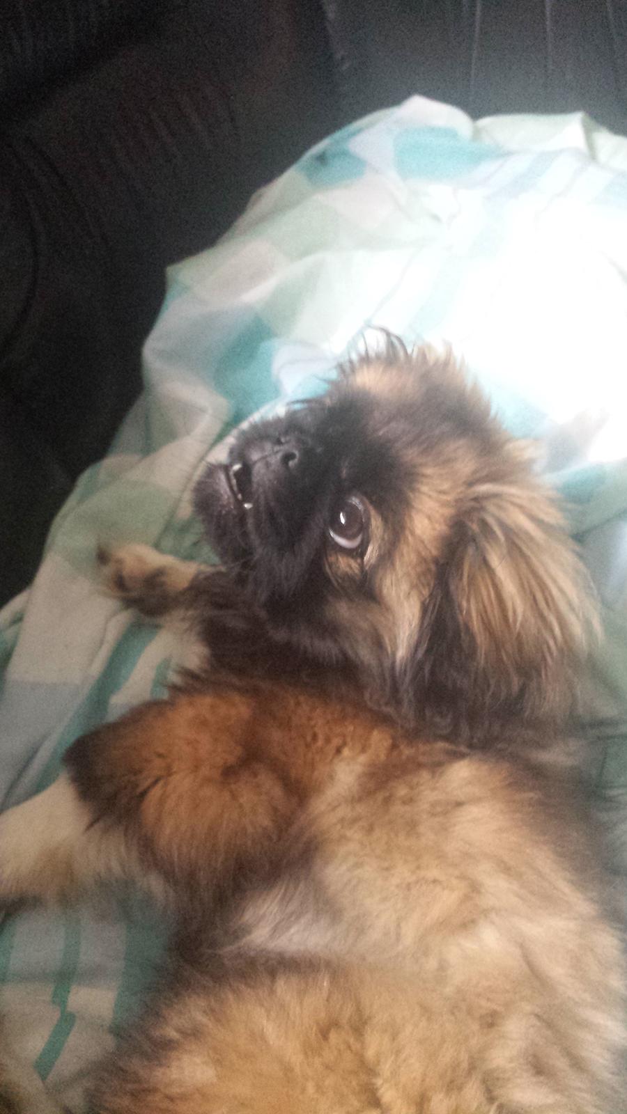 Pekingeser Bertha billede 21