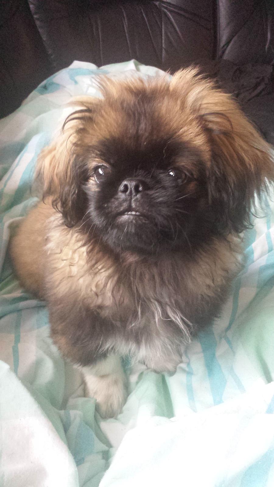 Pekingeser Bertha billede 22