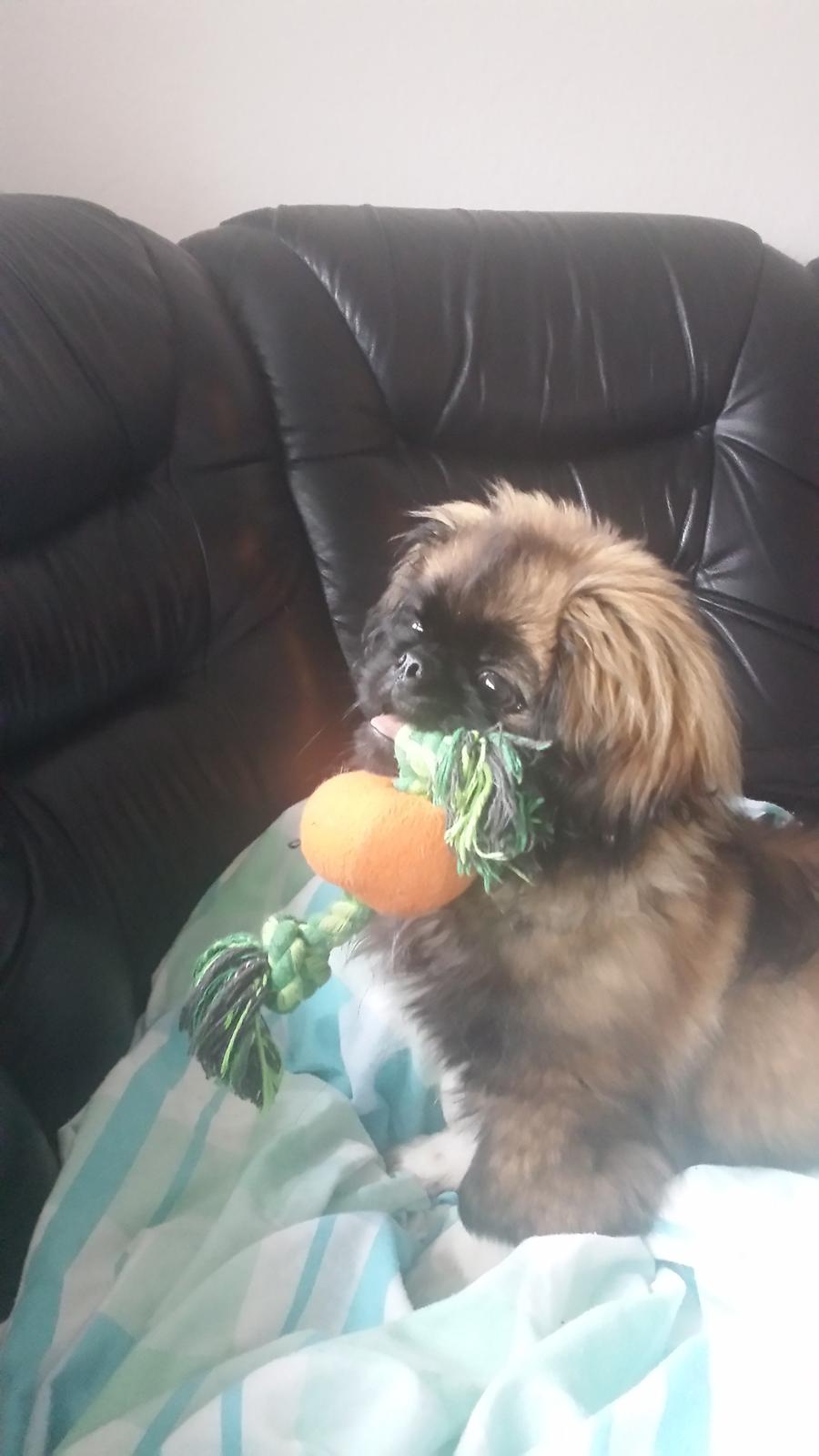 Pekingeser Bertha billede 23