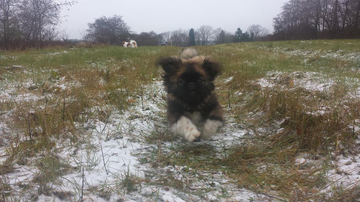 Pekingeser Bertha billede 24