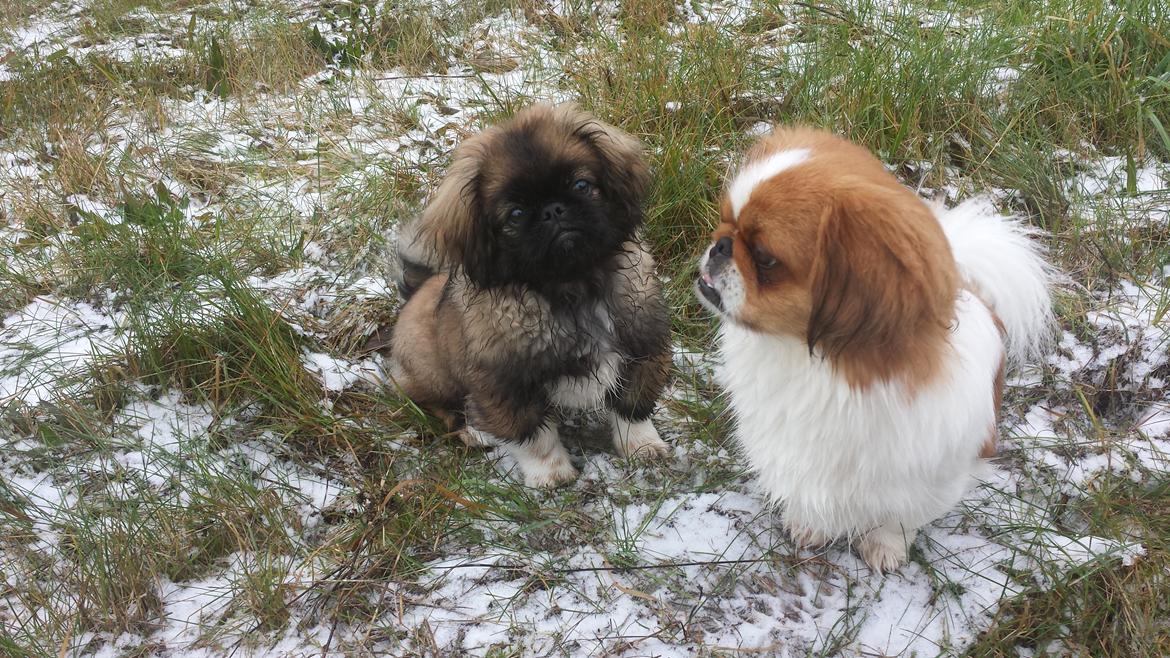 Pekingeser Bertha billede 25