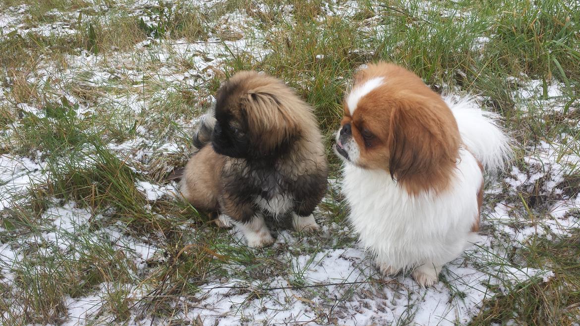 Pekingeser Bertha billede 26