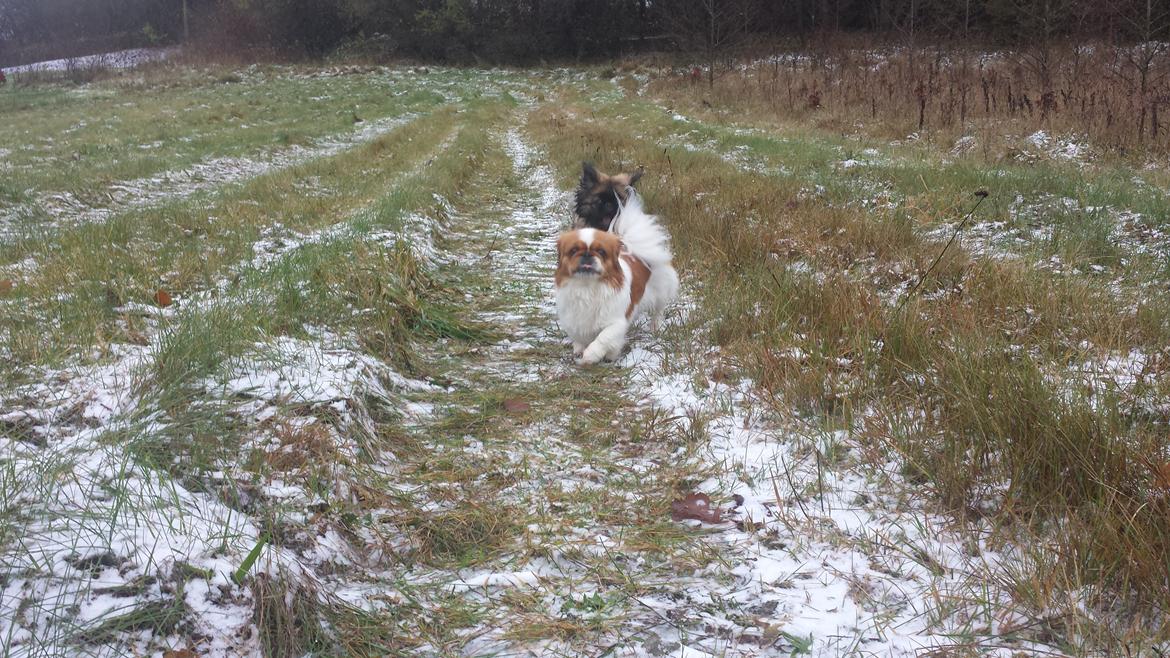 Pekingeser Bertha billede 27