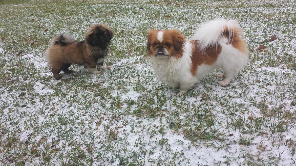 Pekingeser Bertha billede 28