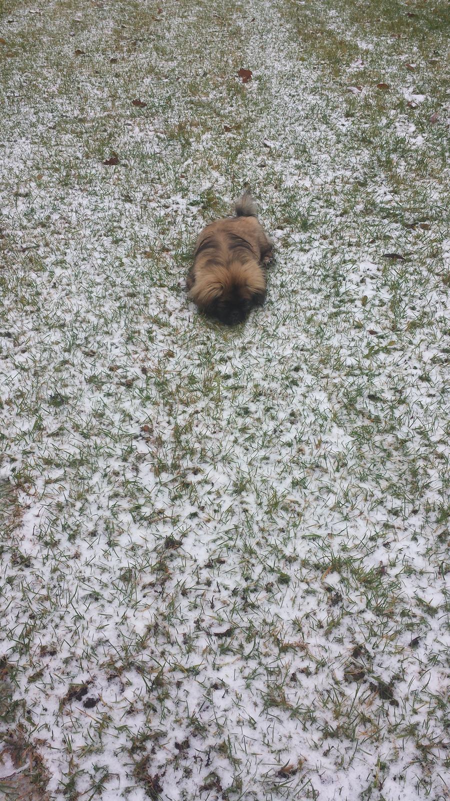 Pekingeser Bertha billede 29