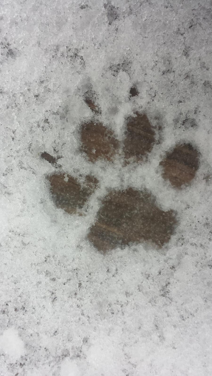 Pekingeser Bertha billede 30