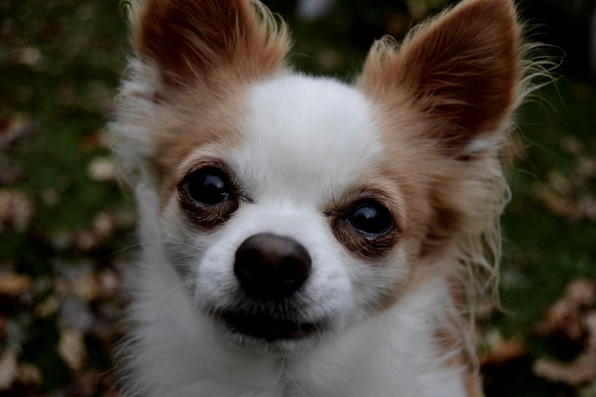 Chihuahua Viktor - Hej - Velkommen til Viktors profil. billede 1