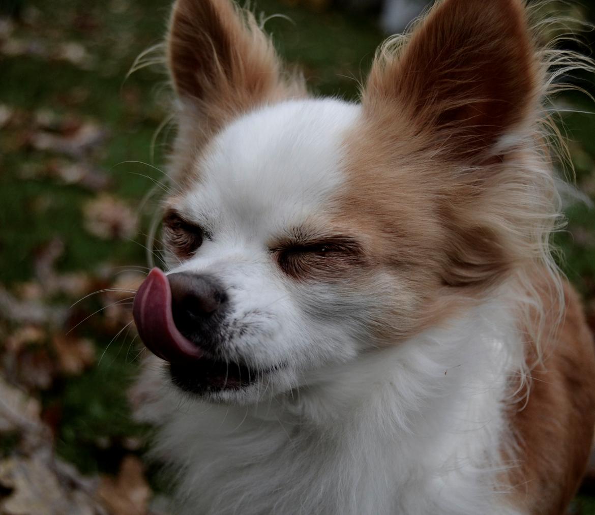 Chihuahua Viktor billede 8