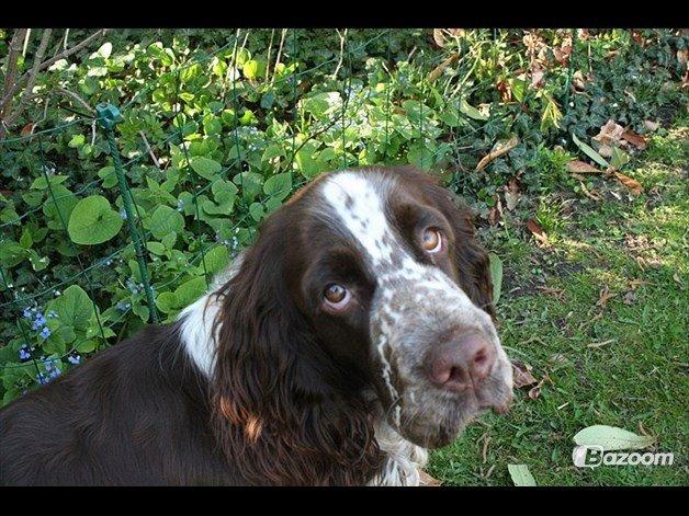 Engelsk springer spaniel Baloo *R.I.P* billede 8