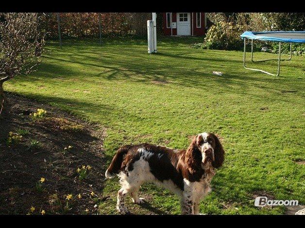 Engelsk springer spaniel Baloo *R.I.P* billede 19