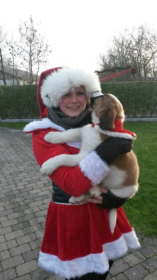 Blanding af racer Kenzo - En ægte julehund <3 billede 6