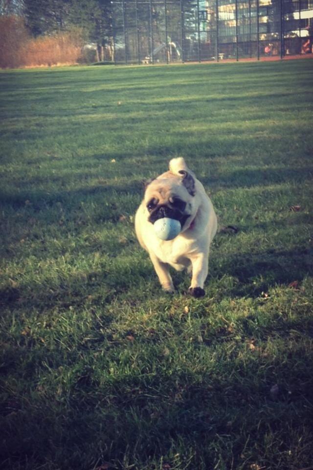 Mops Karla billede 22