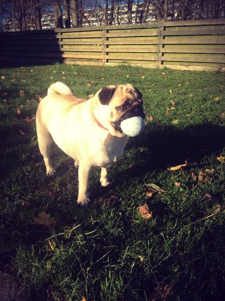 Mops Karla billede 23