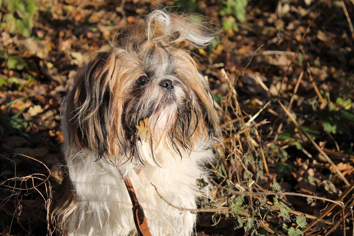 Shih tzu Maude - 11 måneder billede 15