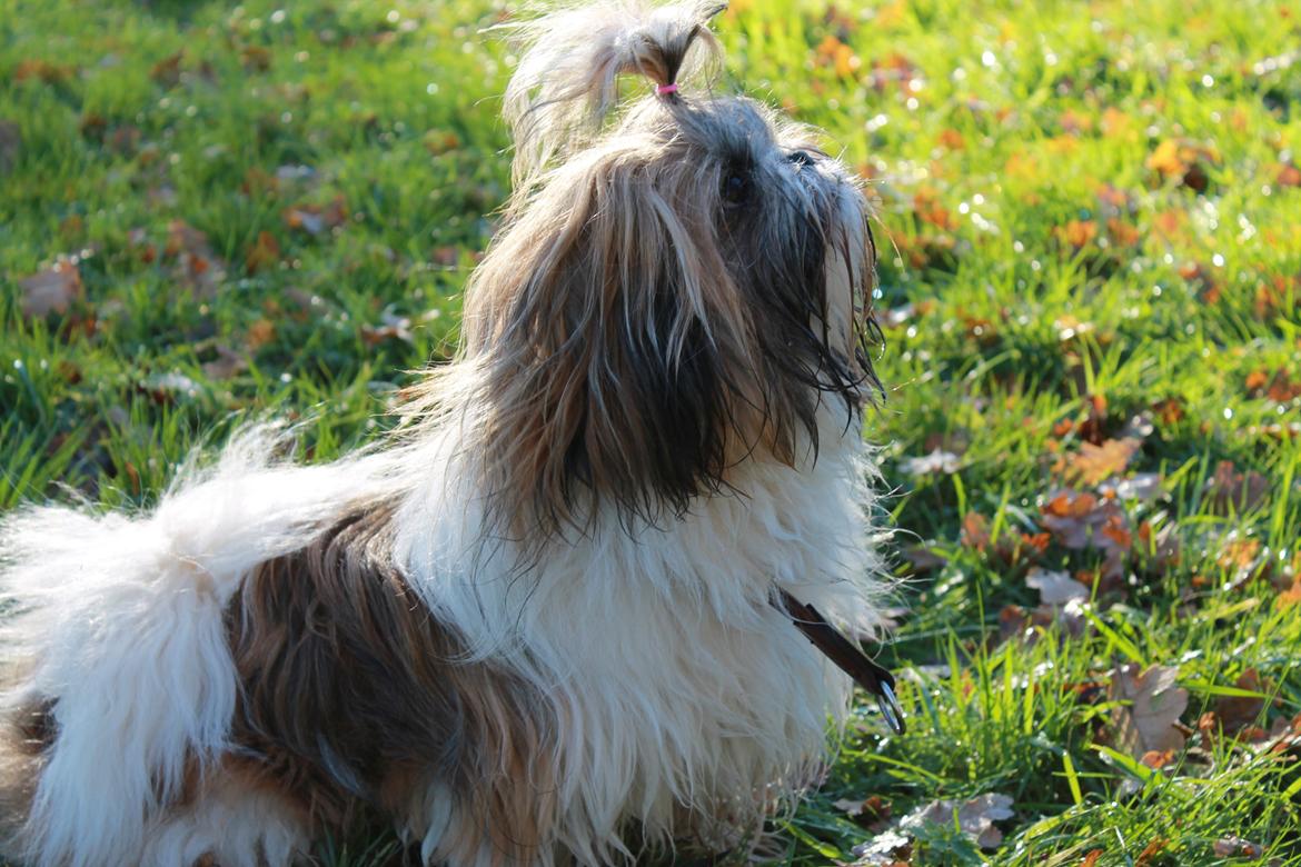 Shih tzu Maude billede 19
