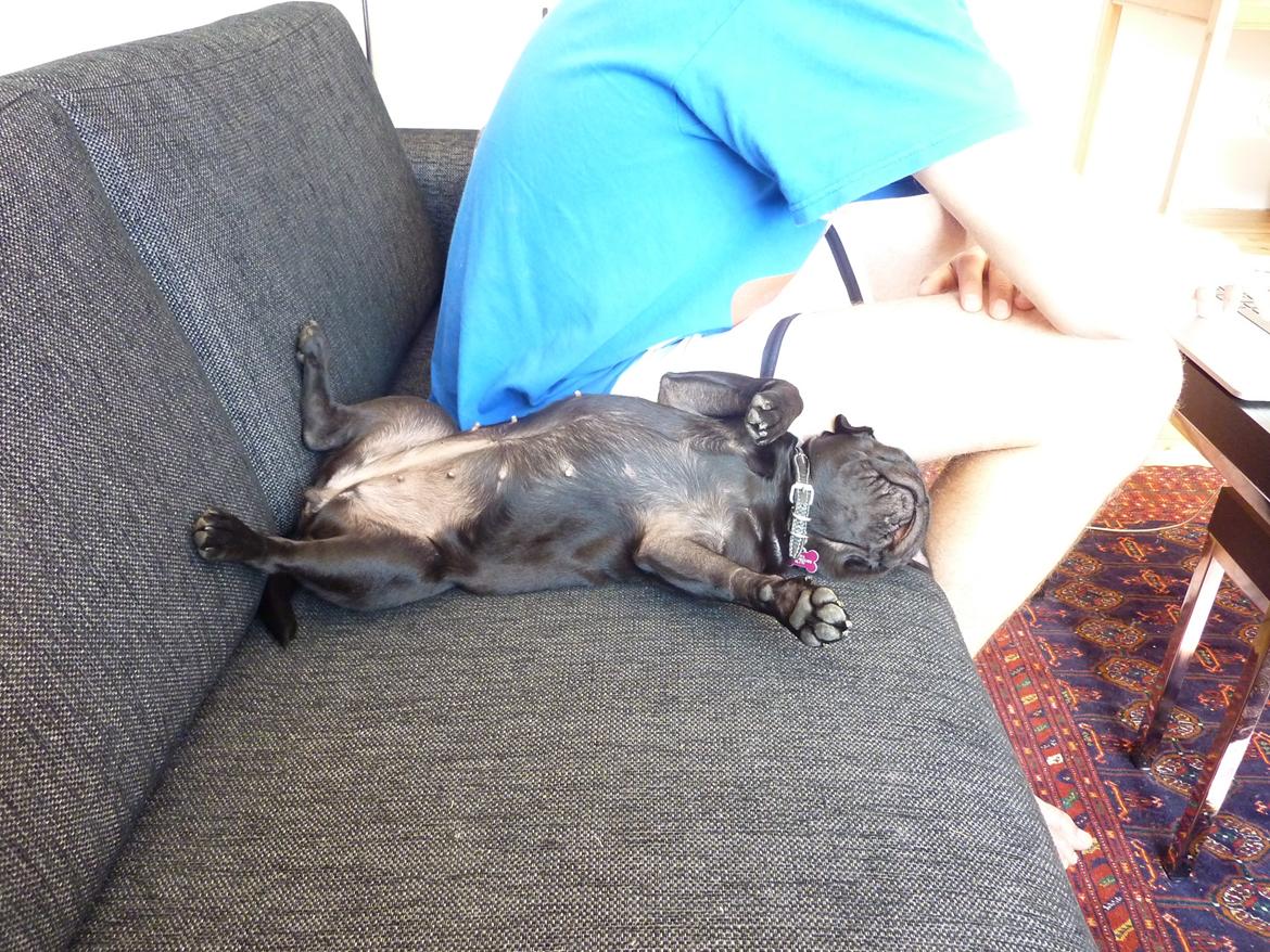 Mops Berta billede 21