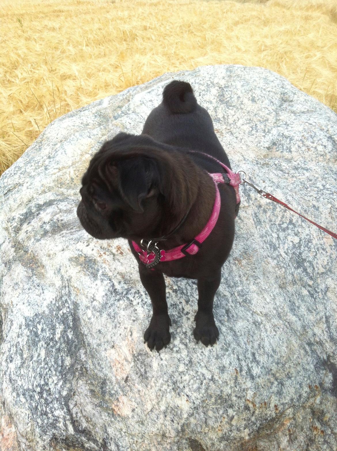 Mops Berta billede 28