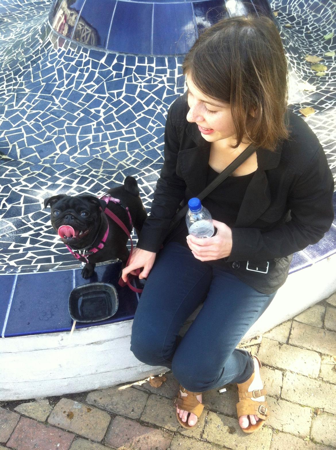 Mops Berta billede 26
