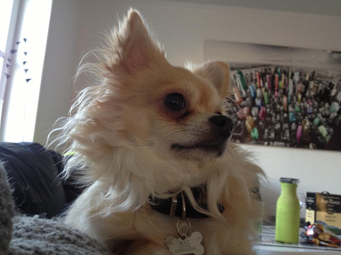 Chihuahua "Big" Mac billede 22