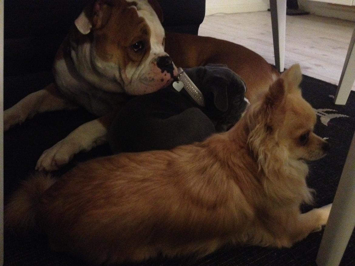 Chihuahua "Big" Mac billede 23