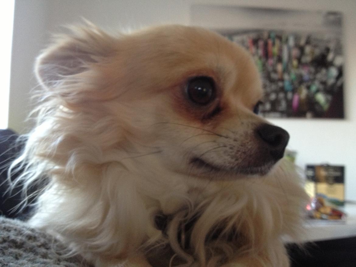 Chihuahua "Big" Mac billede 24