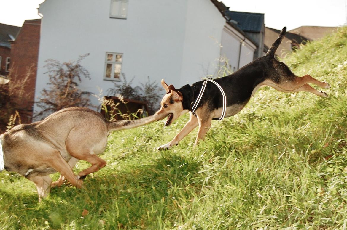 Blanding af racer Jackie - På jagt efter Trixie.. billede 2