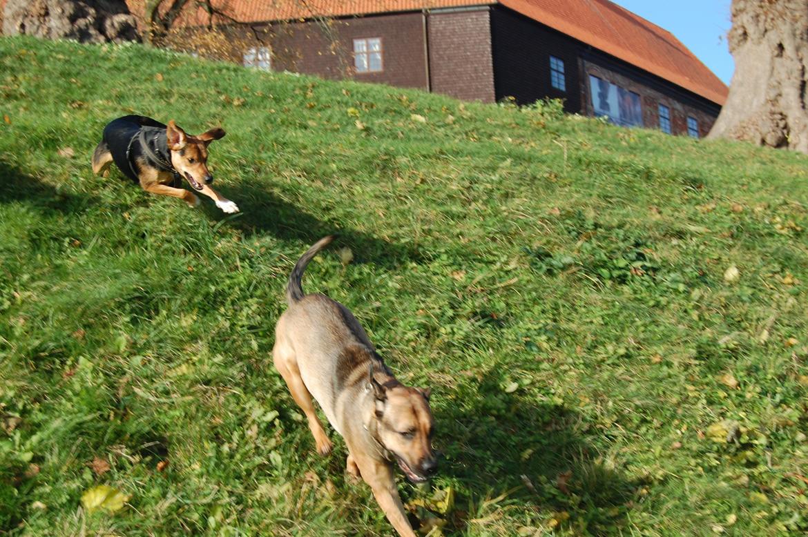 Blanding af racer Jackie billede 11