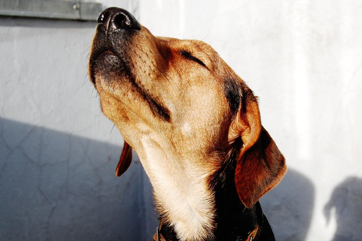 Blanding af racer Jackie billede 12