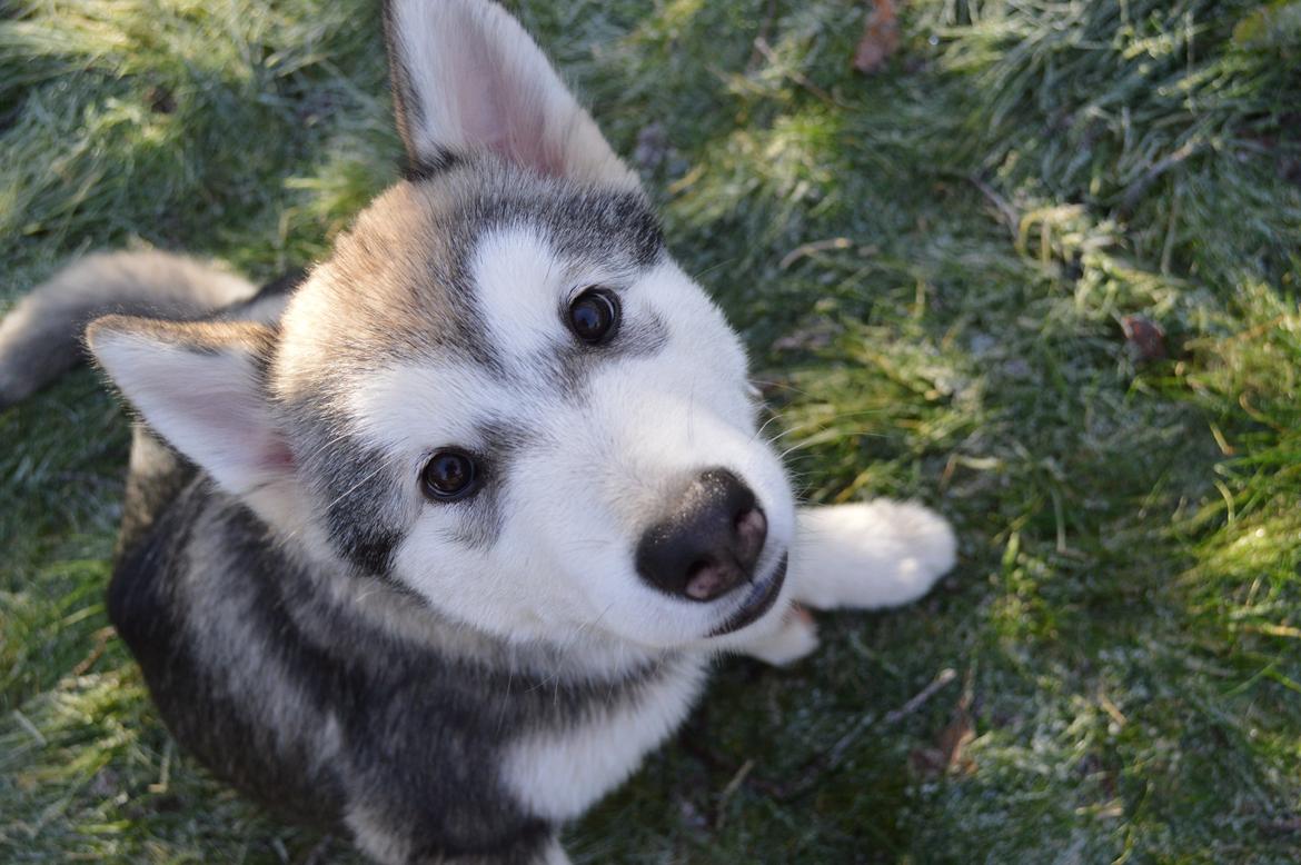 Alaskan malamute Silver - Det der blik ! Taget den 24. november 2013 billede 2