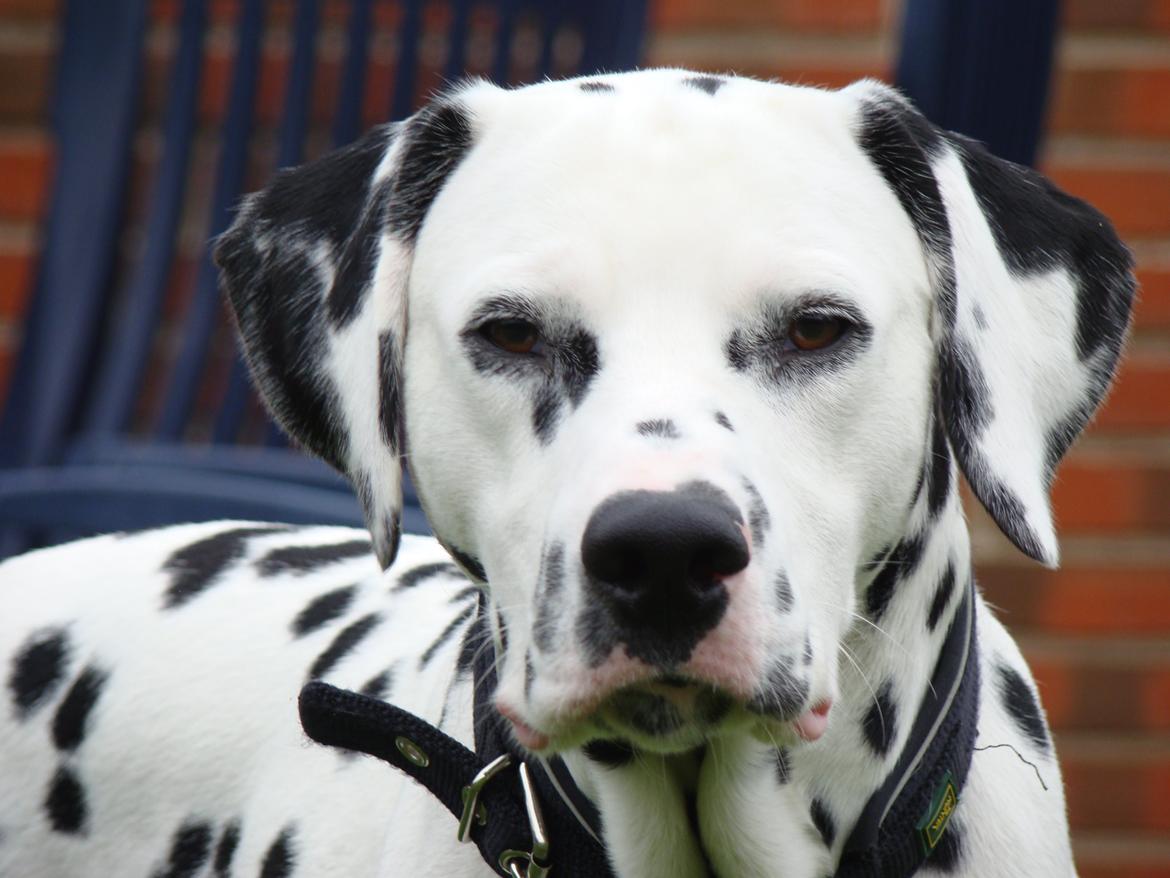 Dalmatiner Diego 'Flyttet' LÆS BESKRIVELSE billede 7