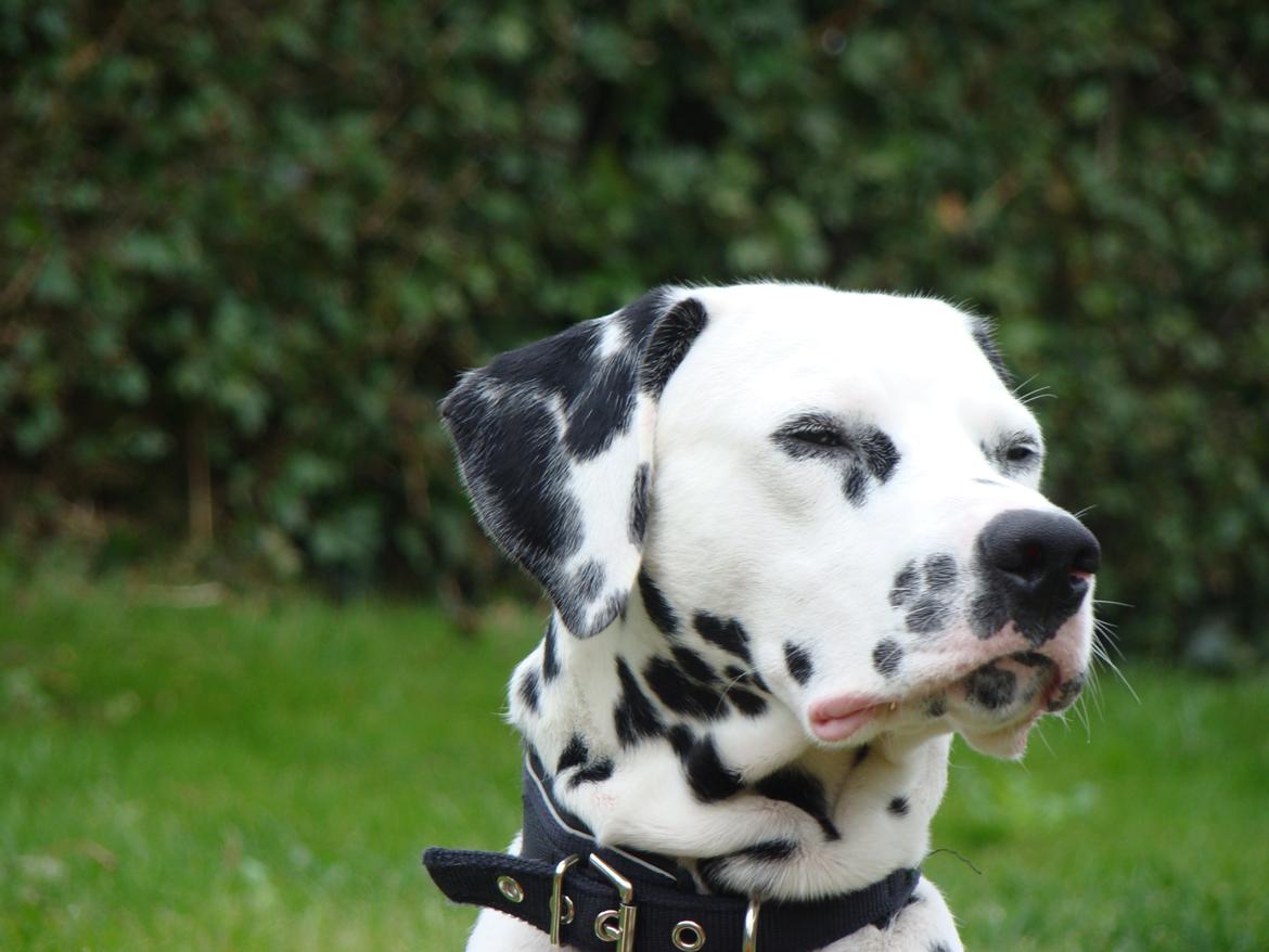 Dalmatiner Diego 'Flyttet' LÆS BESKRIVELSE billede 16