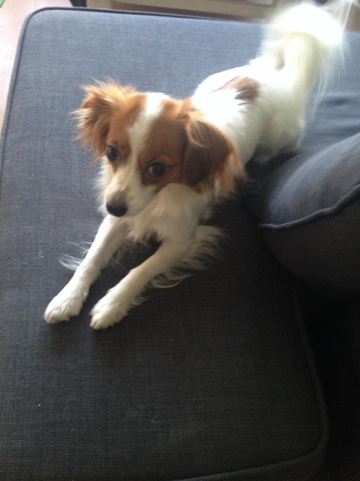 Phalene Diva billede 27