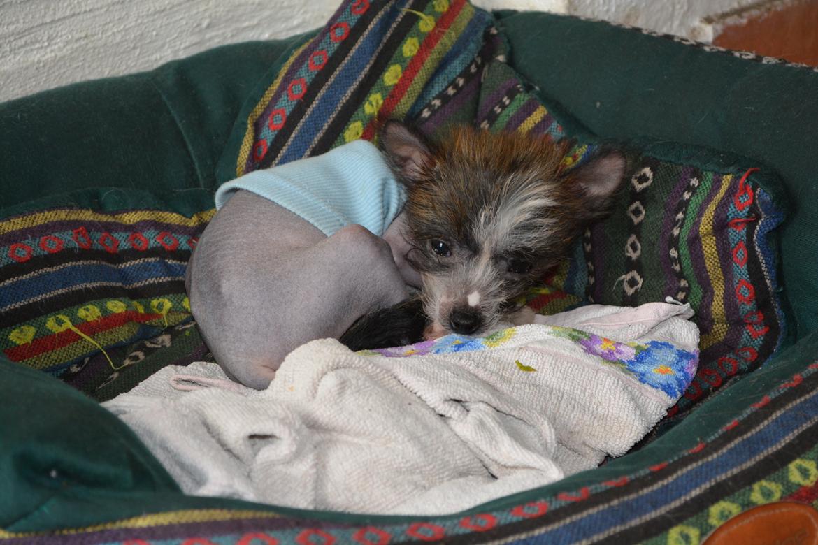 Chinese crested hårløs Innis Veran billede 8