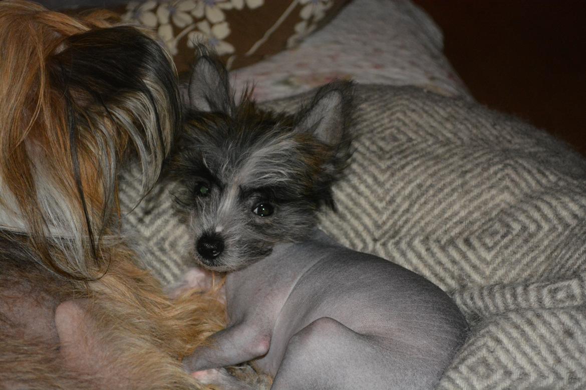 Chinese crested hårløs Innis Veran billede 9