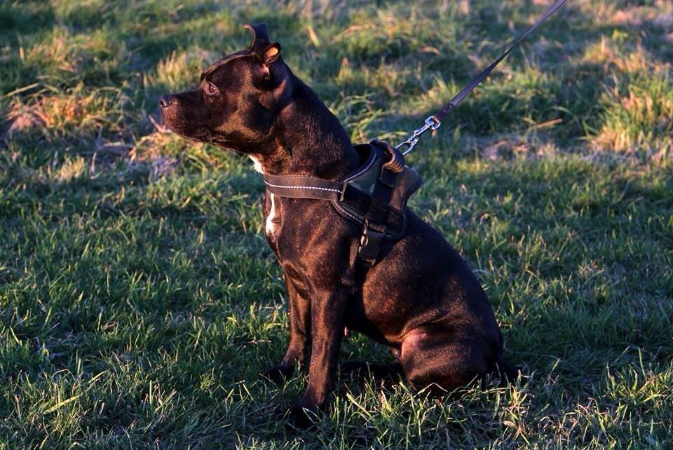 Staffordshire bull terrier Baby billede 24