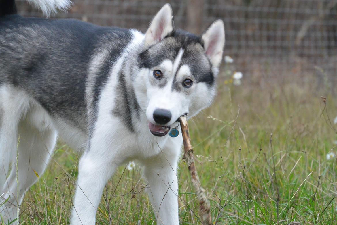 Siberian husky Bobski' - 21 November 2013 billede 15